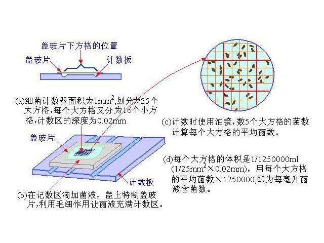 食品檢測(cè)中的菌落總數(shù)